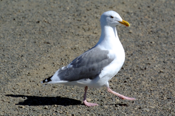 A Seagull Strutting His Stuff