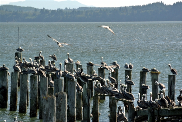 Pelicans In Tokeland, WA